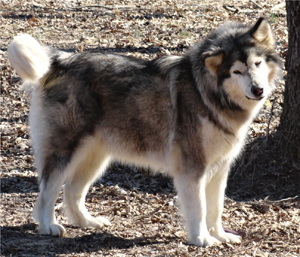 Hudsons Malamutes - Crimson