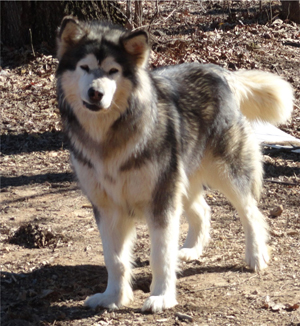 Hudsons Malamutes - Crimson