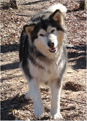 Hudsons Malamutes - Crimson