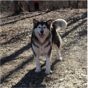 Hudsons Malamutes - Crimson