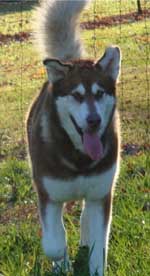 Hudsons Malamutes - Diamond