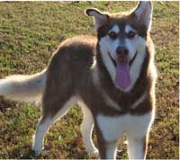 Hudsons Malamutes - Diamond