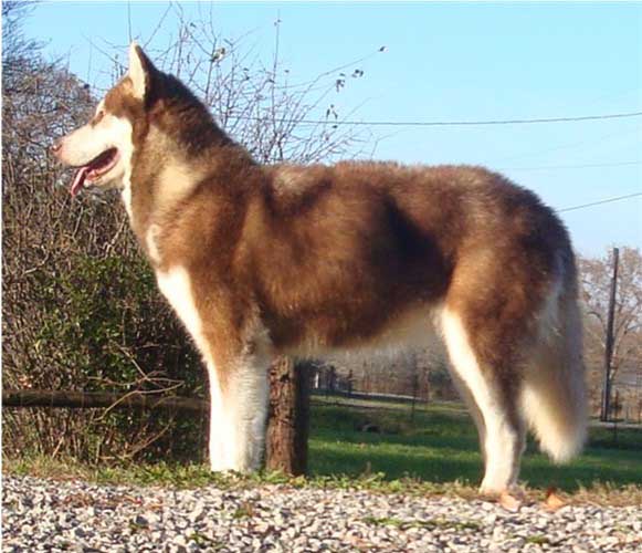 Hudsons Malamutes - Diamond