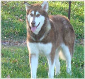 Hudsons Malamutes - Diamond