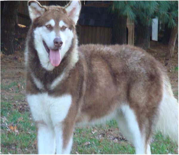 Hudsons Malamutes - Diamond