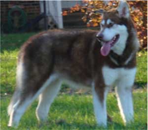 Hudsons Malamutes - Diamond