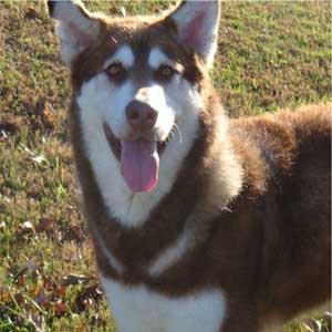 Hudsons Malamutes - Diamond