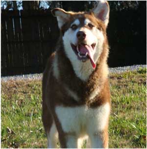 Hudsons Malamutes - Diamond