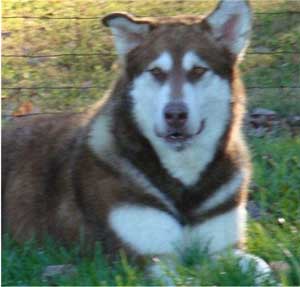 Hudsons Malamutes - Diamond