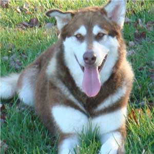 Hudsons Malamutes - Diamond