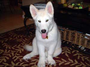 Hudons Malamutes - Duke