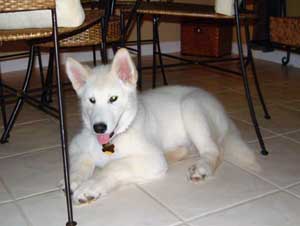 Hudons Malamutes - Duke