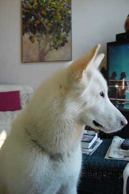 Hudons Malamutes - Duke