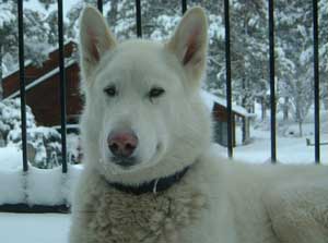 Hudons Malamutes - Duke