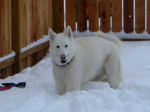 Hudons Malamutes - Duke
