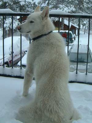Hudons Malamutes - Duke