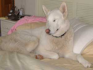Hudons Malamutes - Duke