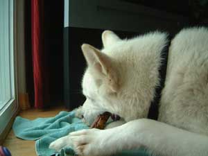 Hudons Malamutes - Duke