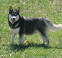 Hudsons Malamutes - Ebony