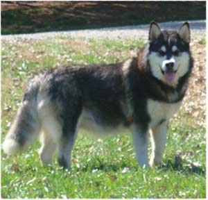 Hudsons Malamutes - Ebony 