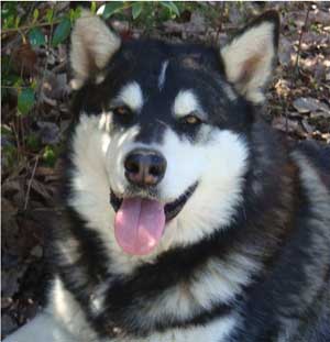 Hudsons Malamutes - Ebony 