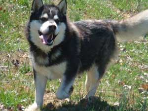 Hudsons Malamutes - Ebony 