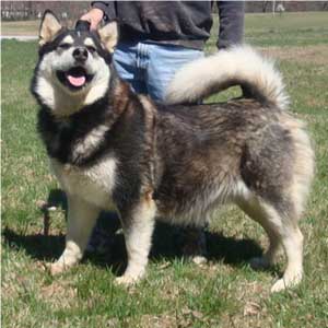 Hudsons Malamutes - Ebony 