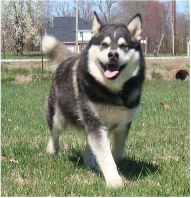 Hudsons Malamutes - Ebony 