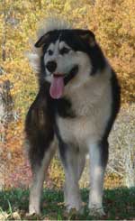 Hudsons Malamutes - Edge