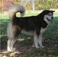 Hudsons Malamutes - Edge