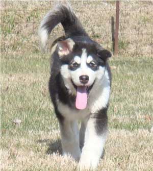 Hudsons Malamutes - Edge