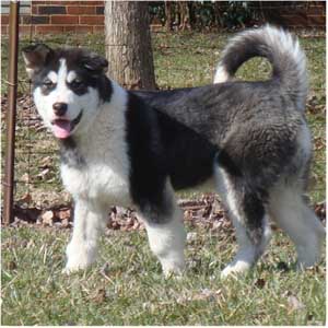 Hudsons Malamutes - Edge