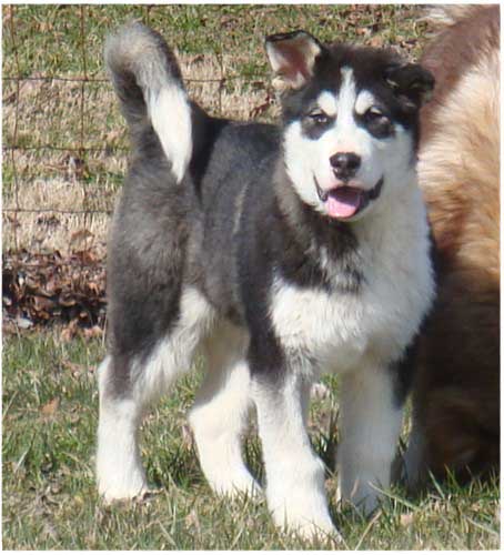 Hudsons Malamutes - Edge