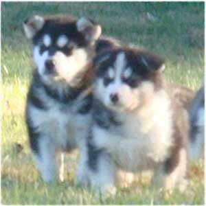 Hudsons Malamutes - Edge