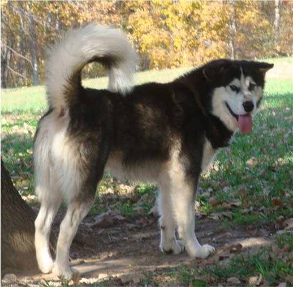 Hudsons Malamutes - Edge