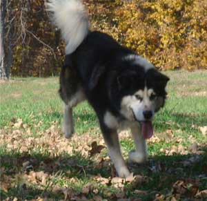 Hudsons Malamutes - Edge