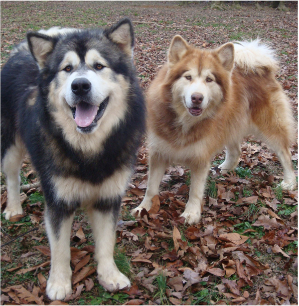 Hudsons Malamutes - Ember 