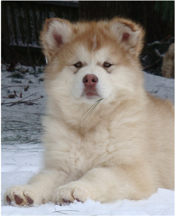 Hudsons Malamutes - Ember & Fern 