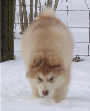 Hudsons Malamutes - Ember & Fern 