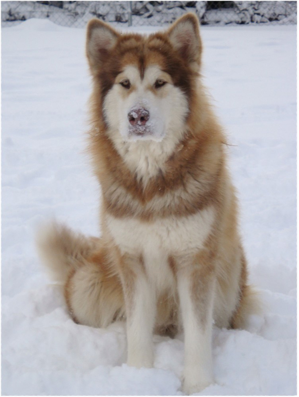 Hudsons Malamutes - Ember & Fern 