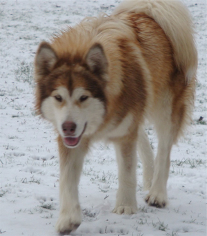 Hudsons Malamutes - Ember & Fern 