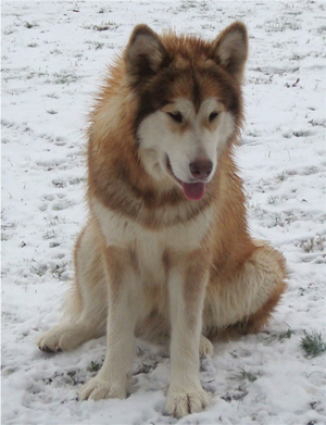 Hudsons Malamutes - Ember & Fern 