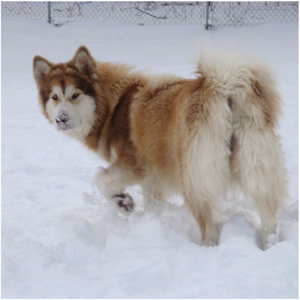 Hudsons Malamutes - Ember & Fern 