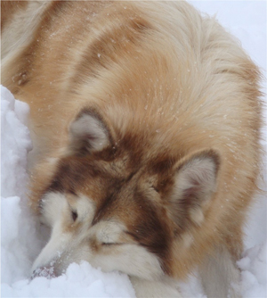 Hudsons Malamutes - Ember & Fern 