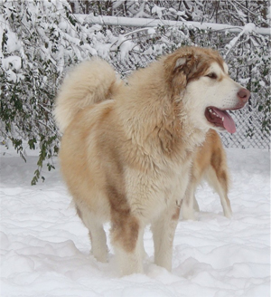 Hudsons Malamutes - Ember & Fern 