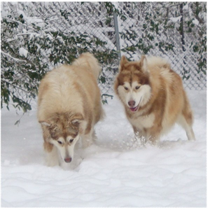 Hudsons Malamutes - Ember & Fern 