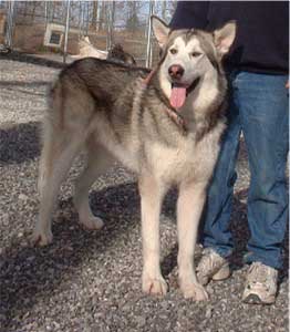 Hudsons Malamutes - Grizzley