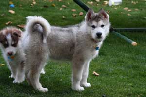 Hudsons Malamutes - Gumbo and Beignet