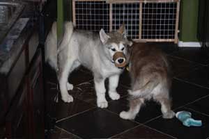 Hudsons Malamutes - Gumbo and Beignet