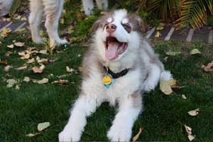 Hudsons Malamutes - Gumbo and Beignet